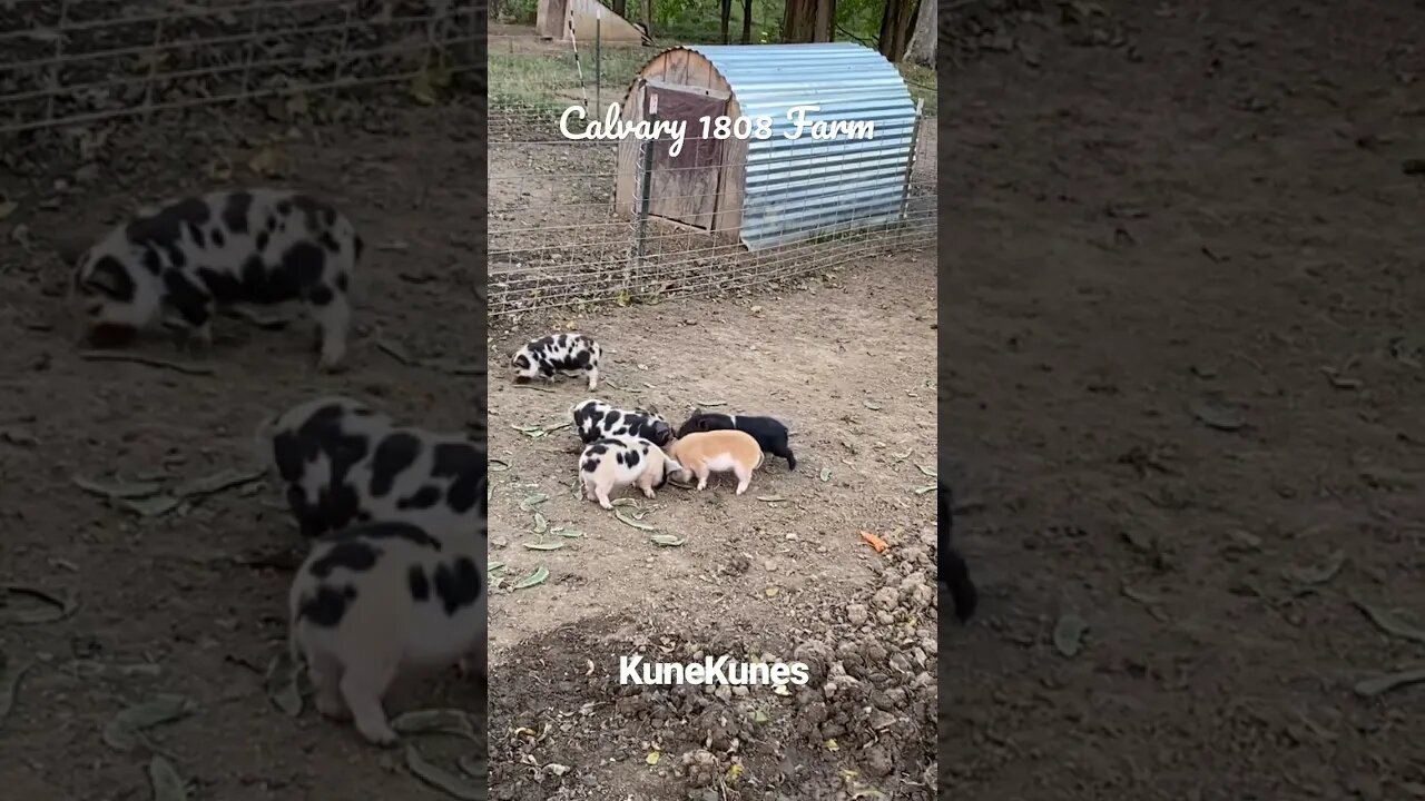 KuneKunes playing 10-17-22