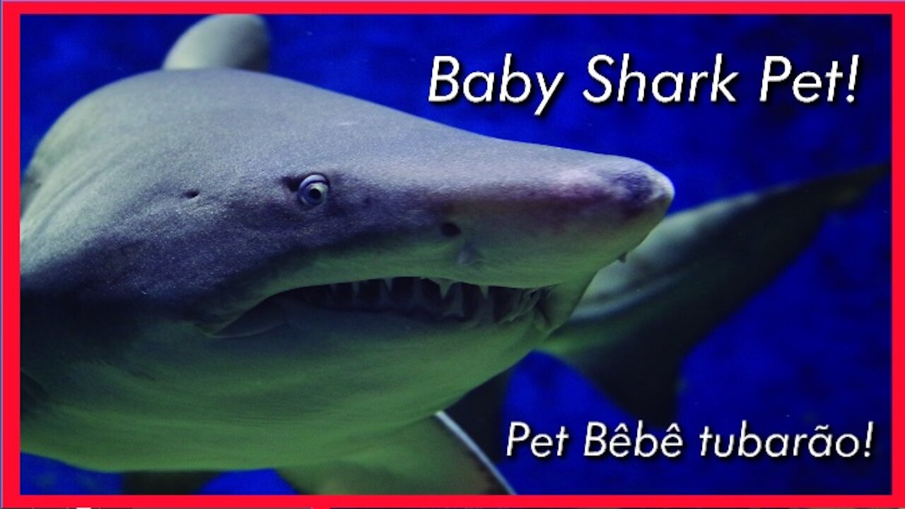 Baby shark pet