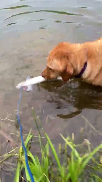 golden retriever trying to get fish out of water