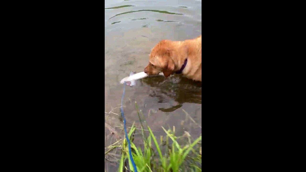 golden retriever trying to get fish out of water