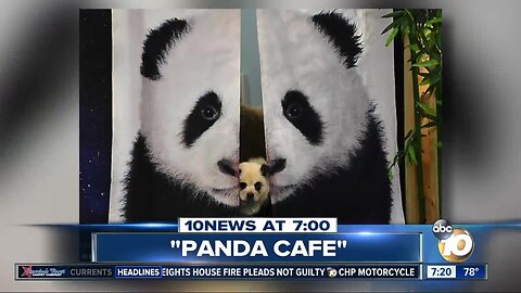 Cafe lets people mingle with baby pandas?