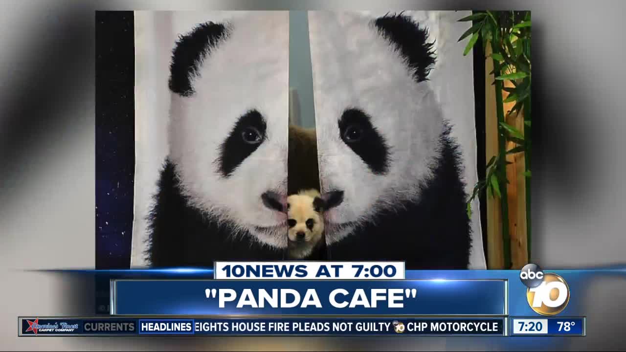 Cafe lets people mingle with baby pandas?