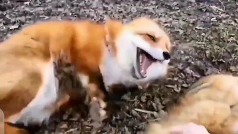 This Is How Fox Laughs