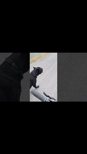 Off Leash Bike Work with My Dog #shorts #dogtraining