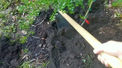 Planting a Finger Lime