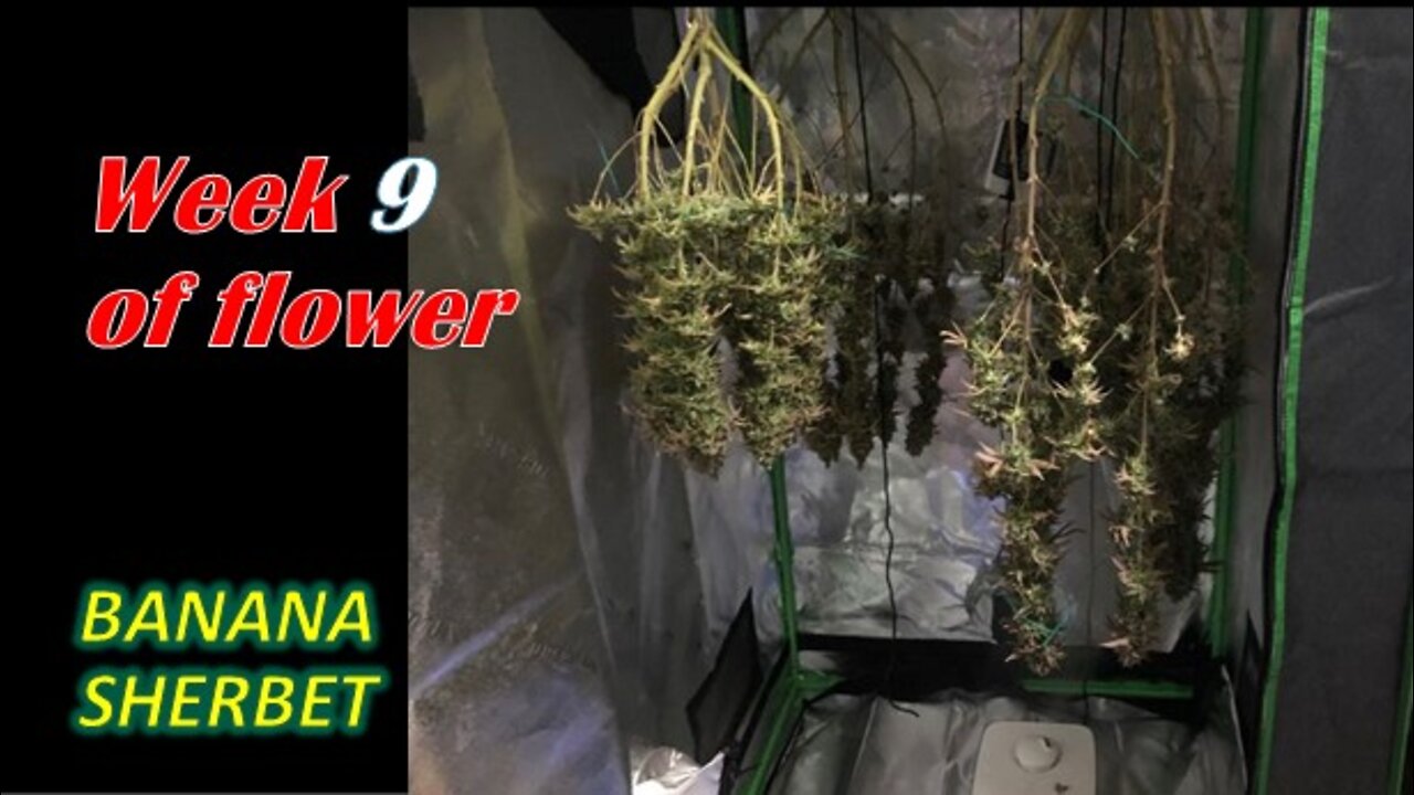 Week 9 flower of Banana Sherbet