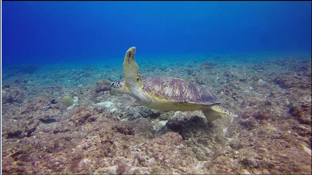 Marine Turtle