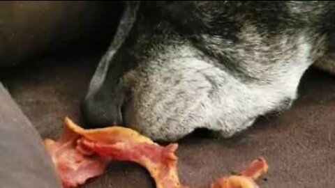 Morsomt: Hund vågner, da den lugter bacon