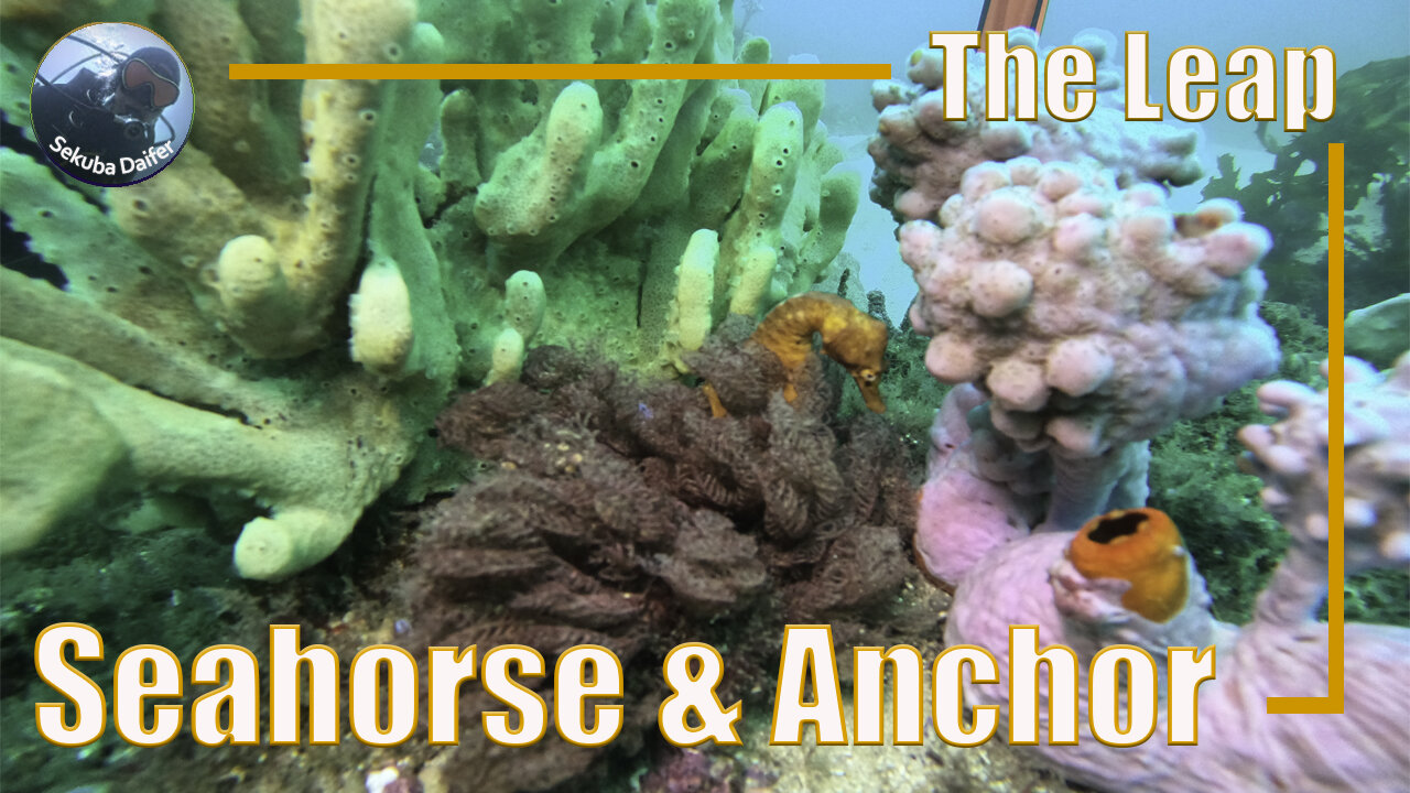 Seahorse & Anchor | Scuba Diving at The Leap | July 2021