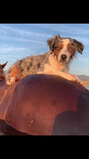 Australian Shepherd Goes Horseback Riding Through Water