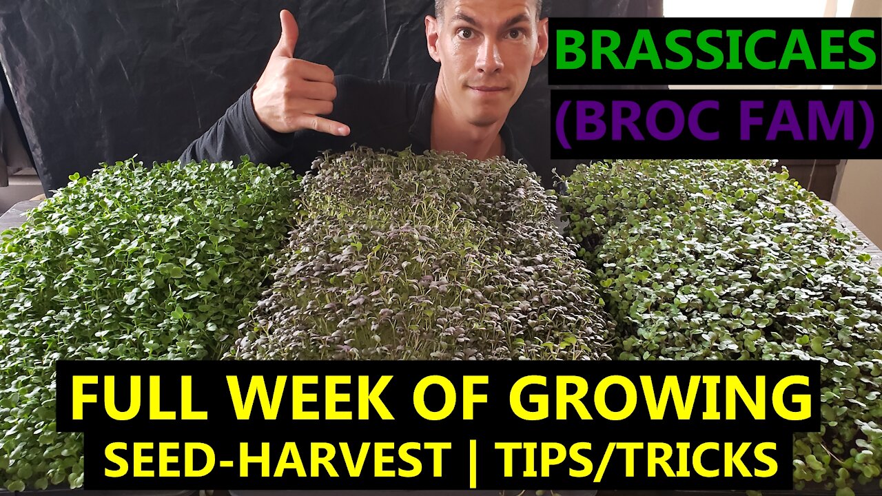 Broccoli/Cabbage/Mustard MICROGREENS: How to Grow A Full Cycle on a Schedule + Experiments