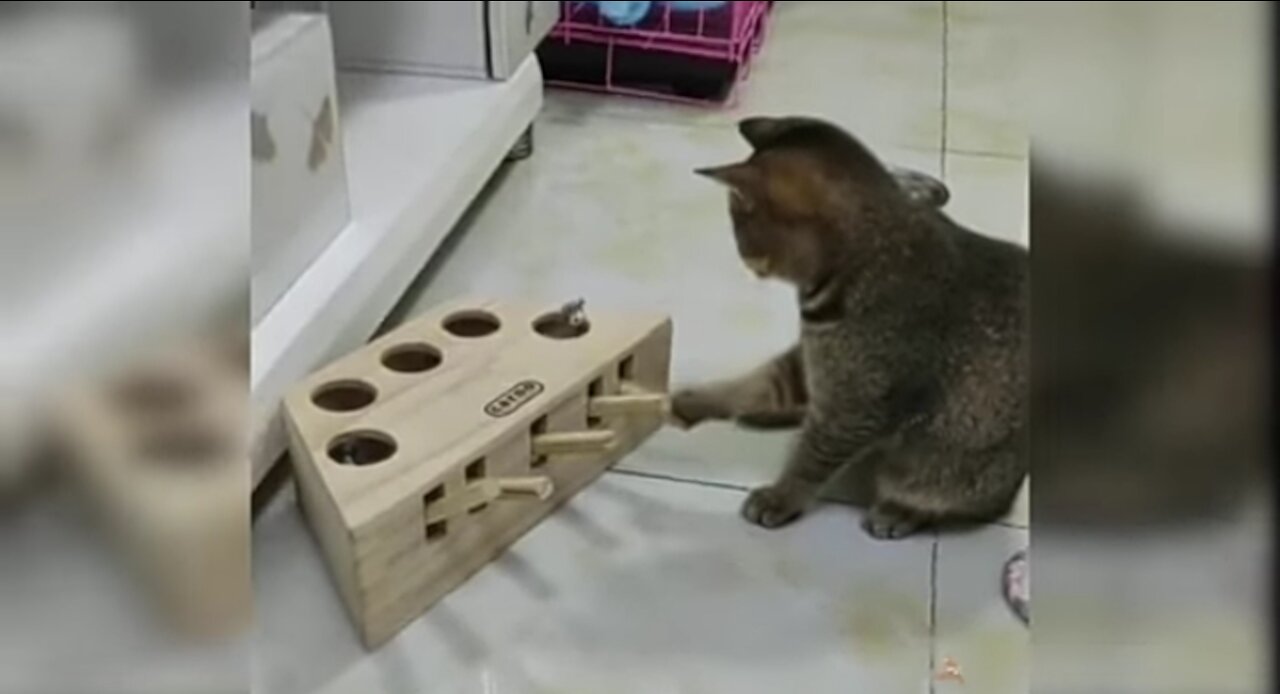 Cute and funny cats compilation#5