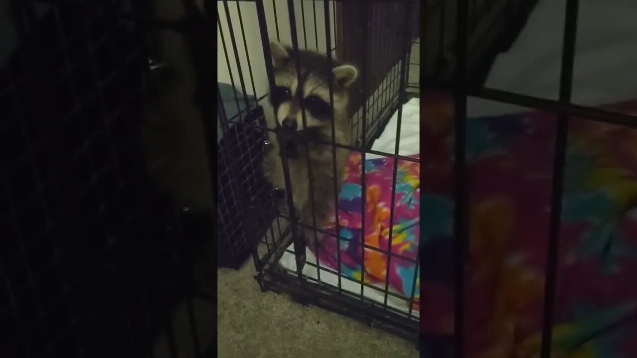 What About Bob? - Baby Bob the pet raccoon