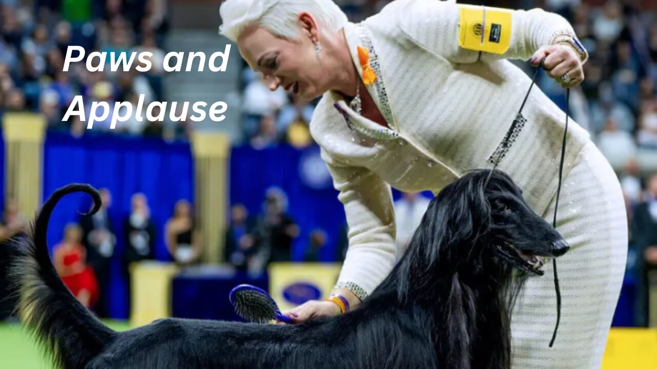 Paws and Applause: The Unforgettable Finalists of Westminster Dog Show 2024