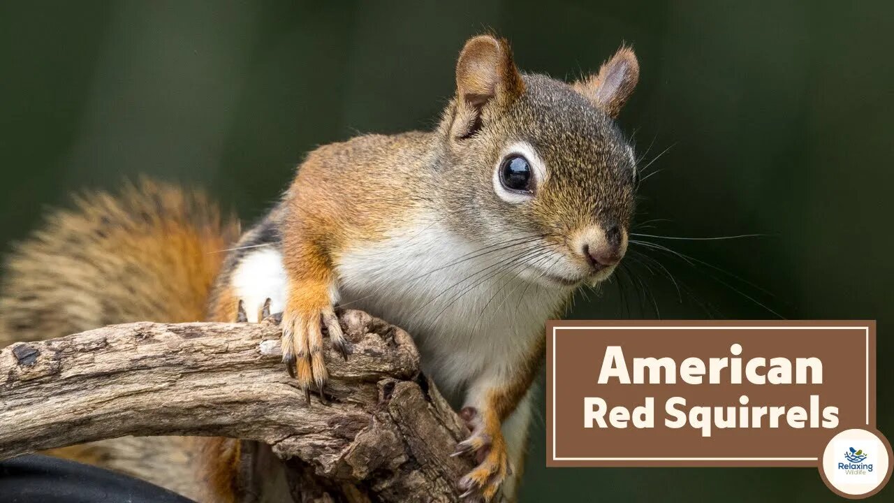 Meet the Two American Red Squirrels at Relaxing Wildlife