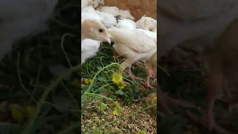 #turkeys #babyturkeys #homesteading #homesteadlife #farm #farmlife #farmanimals #cuteanimals