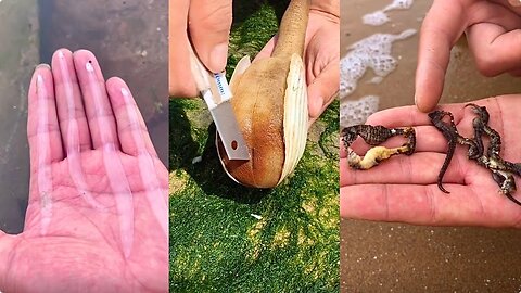 Fishermen's Activities Catching Crab, Fish