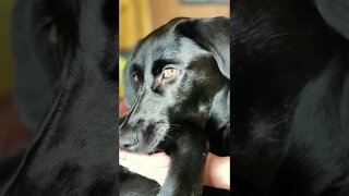 4 legged friends