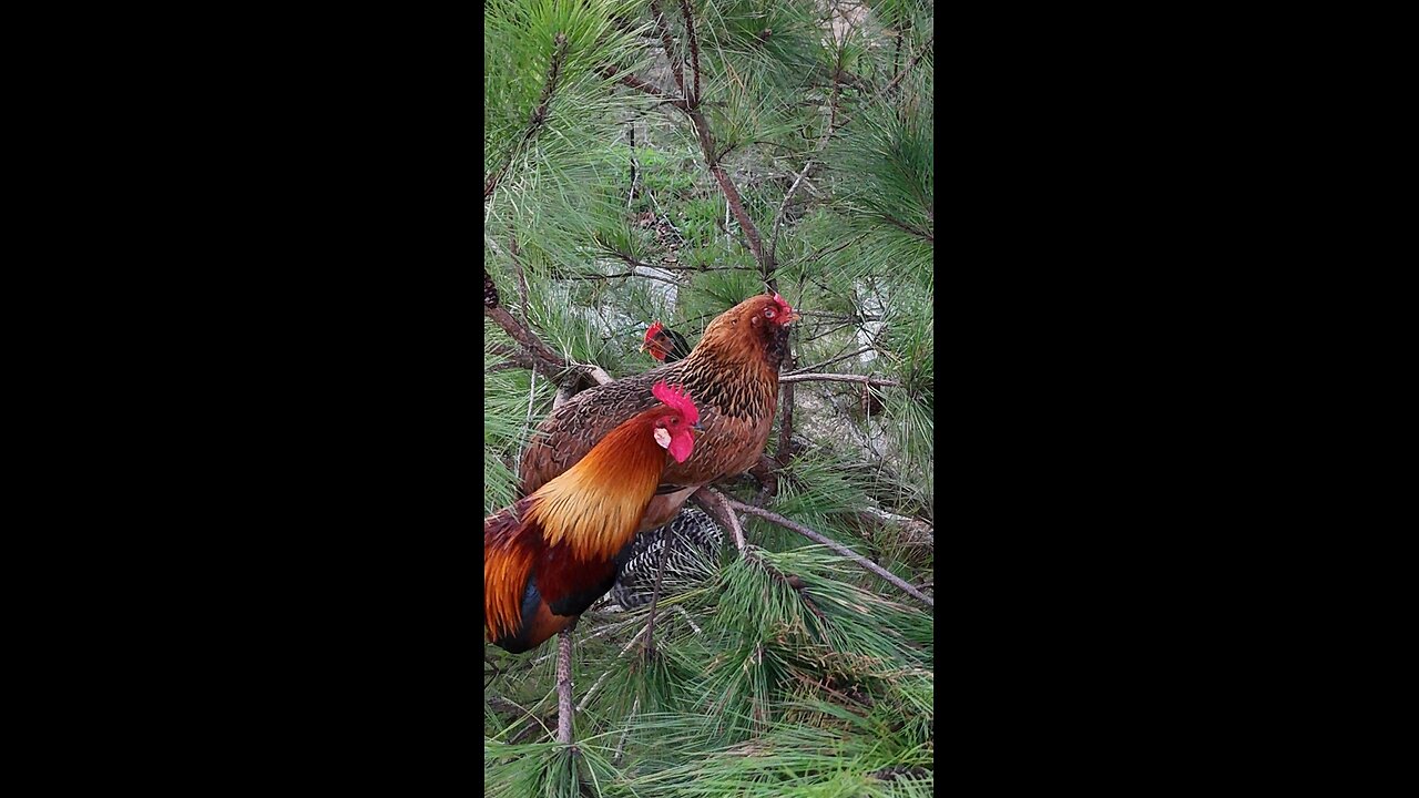 Chickens in the tree