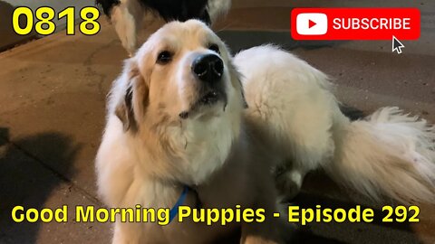 [0818] GOOD MORNING PUPPIES - EPISODE 292 [#dogs #doggos #doggies #puppies #dogdaycare]
