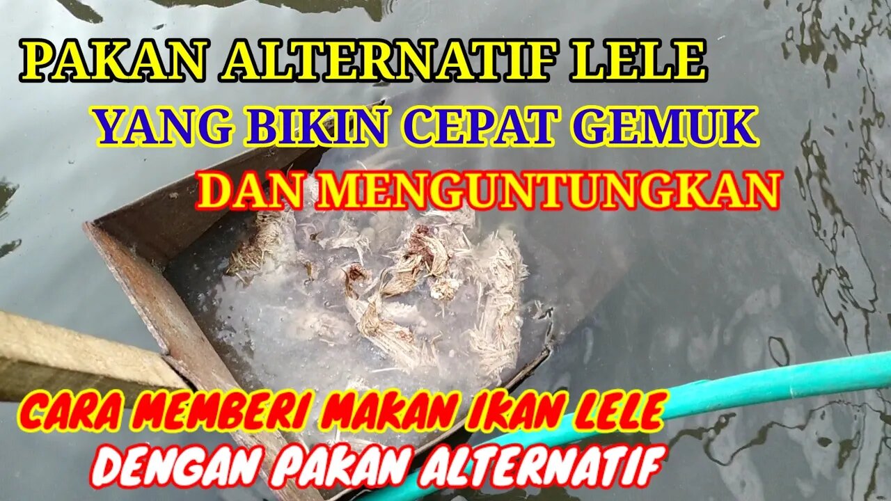 PAKAN ALTERNATIF TELUR DAN AYAM TIREN UNTUK TERNAK LELE SKALA RUMAHAN