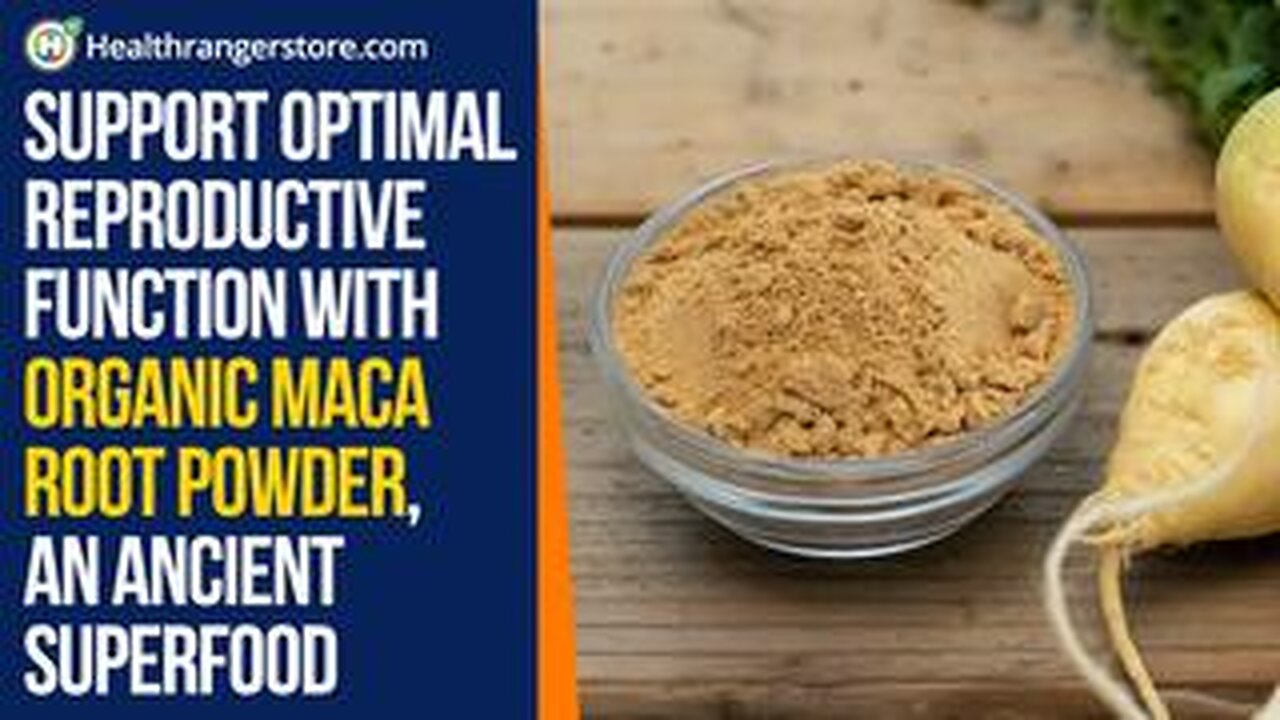 SUPPORT OPTIMAL REPRODUCTIVE FUNCTION WITH ORGANIC MACA ROOT POWDER, AN ANCIENT SUPERFOOD