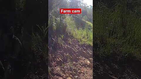 Monitoring Farm Animals