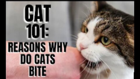 Cat 101: Reasons Why Do Cats Bite