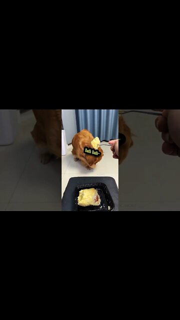 Dogs can't stand this taste😆 #shorts