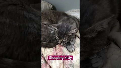 Sleeping cat - Cloud ❤️