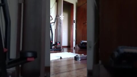 dog , shorts