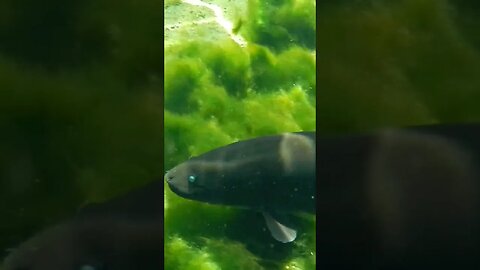 🐟 Freshwater Fish 🐟 at Wakulla Springs 12 #shorts