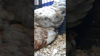 The secret lives of baby sebright chicks