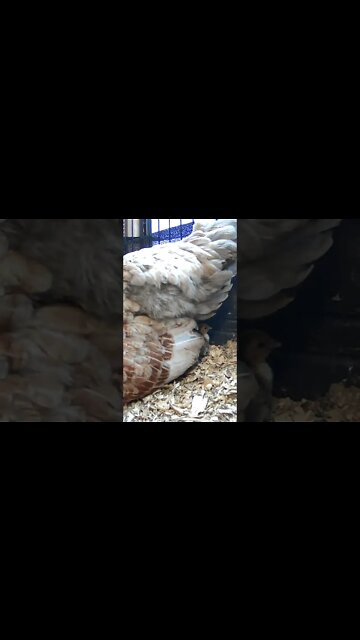 The secret lives of baby sebright chicks