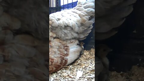 The secret lives of baby sebright chicks