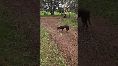 It Aint Gonna Throw Itself. #kelpie #dog #funny