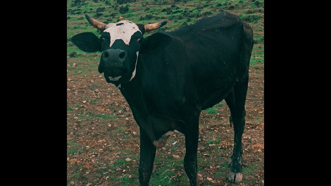 Cows in the hill | HD video