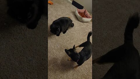 Snickers and Jellybean playing