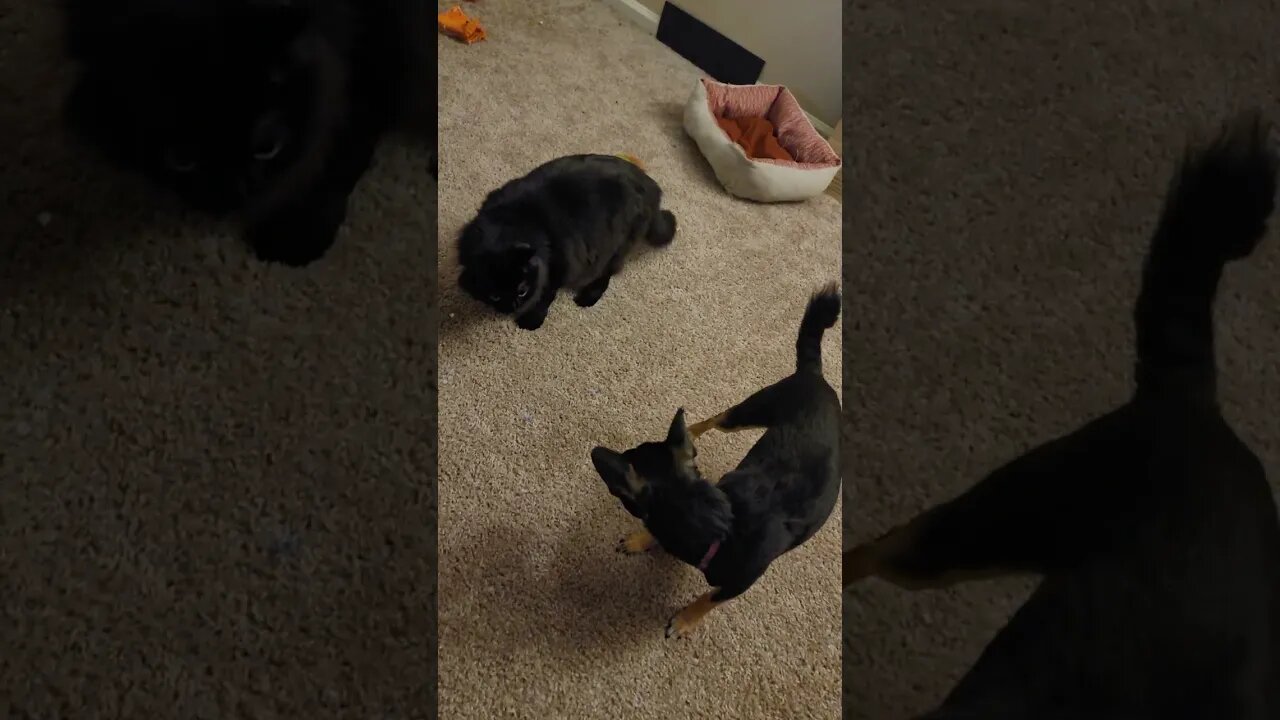 Snickers and Jellybean playing