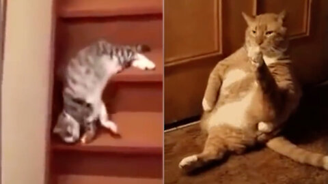 Hilarious lazy cats compilation- Don't try not to laugh 😄 | sillyFun.tv