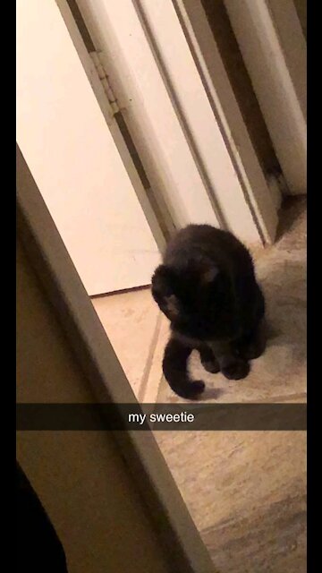 My cat Spooky licking her paw which honestly is gross