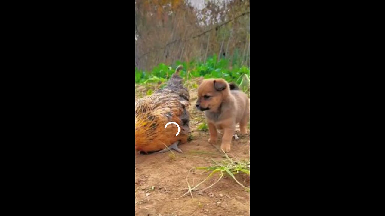 friendship between puppy