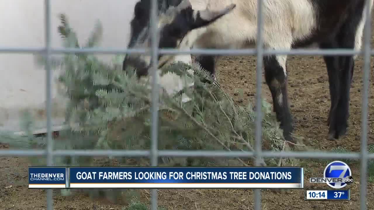 Farms seeking Christmas tree donations to feed goats