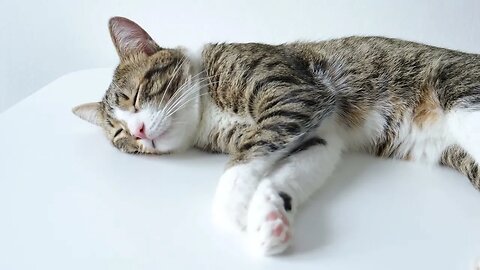 Sly Cat Likes Sleeping on the Table, not on the Floor