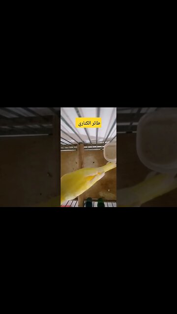 طائر الكناري روعة