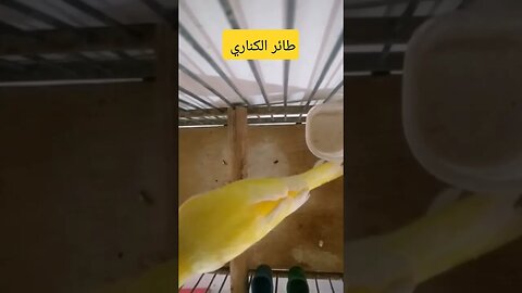 طائر الكناري روعة