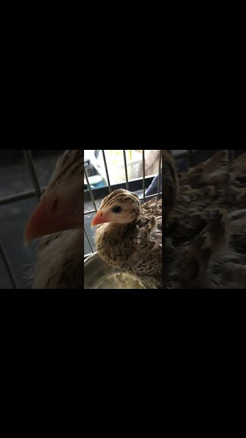 Cutest Baby Guinea fowl keet - 5 weeks old