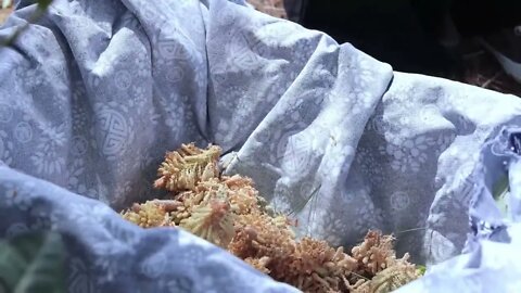 Pine Pollen for Cake