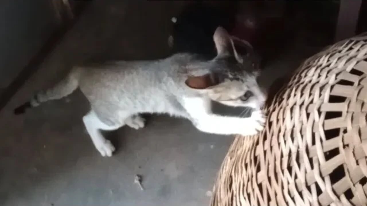 Cute cats playing with a box 😍🐱