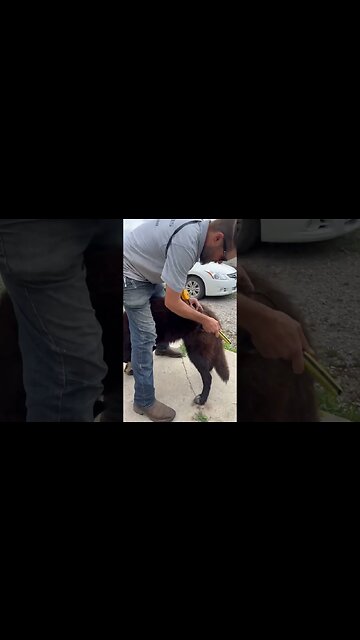 How Much Do Lycan Shepherds Shed? This Is Just The Start. 😂🐺 #lycanshepherd #shorts #shedding